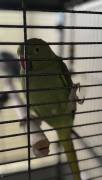 2 indian Ringnecks, Indian Ring Necked