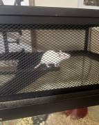 male white rats, Other Animals