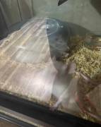 male white rats, Other Animals male white rats, Other Animals