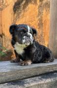 fluffy English bulldog , Bulldog