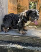 fluffy English bulldog , Bulldog fluffy English bulldog , Bulldog