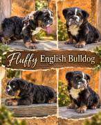 fluffy English bulldog , Bulldog fluffy English bulldog , Bulldog