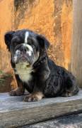 fluffy English bulldog , Bulldog fluffy English bulldog , Bulldog