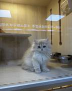 cuddlyGolden British Long hair, British Longhair