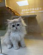 cuddlyGolden British Long hair, British Longhair