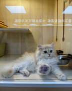 cuddlyGolden British Long hair, British Longhair