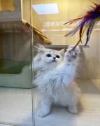 cuddlyGolden British Long hair, British Longhair
