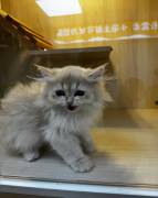 cuddlyGolden British Long hair, British Longhair