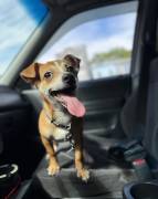 Need a new home, Chihuahua