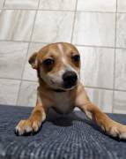Need a new home, Chihuahua