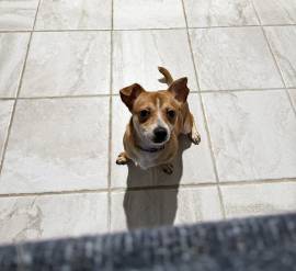 Need a new home, Chihuahua