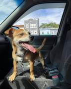 Need a new home, Chihuahua