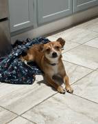 Need a new home, Chihuahua