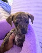 brindle pit bull terrier, Pitbull Terrier brindle pit bull terrier, Pitbull Terrier