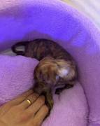 brindle pit bull terrier, Pitbull Terrier brindle pit bull terrier, Pitbull Terrier
