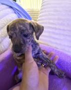 brindle pit bull terrier, Pitbull Terrier