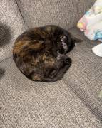 Cat, Mixed Breed