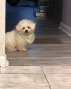 Maltipoo ????????????, Mixed Breed
