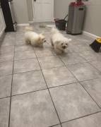 Maltipoo ????????????, Mixed Breed