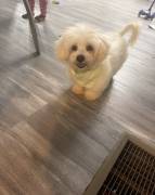 Maltipoo ????????????, Mixed Breed