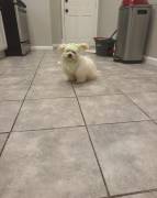 Maltipoo ????????????, Mixed Breed