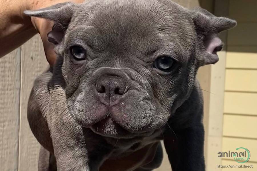 french bulldog puppy, Puppy in Lancaster, California