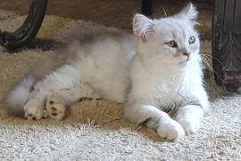 Male Persian Kitten sold, Persian