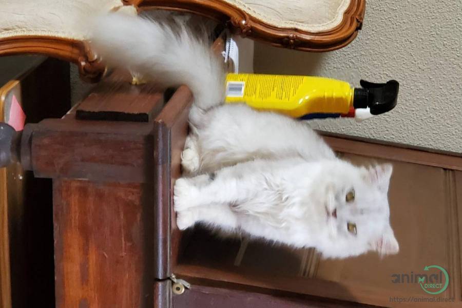 Male Persian Kitten sold, Persian