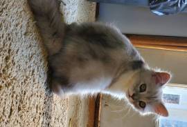 Male Persian Kitten sold, Persian