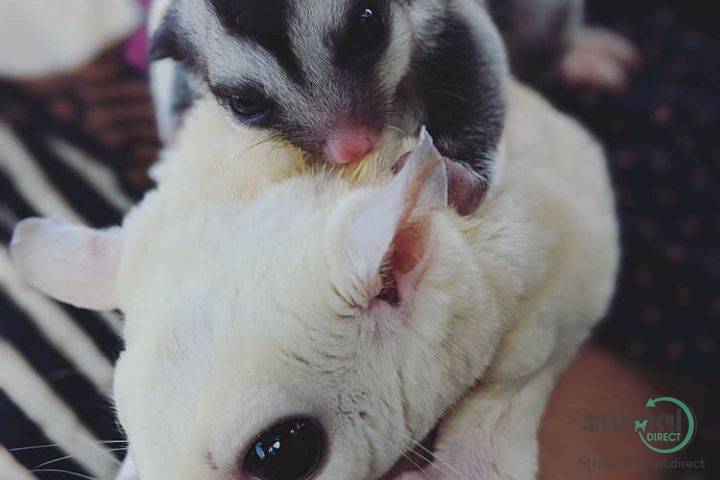 Sugar gliders , Sugar Glider