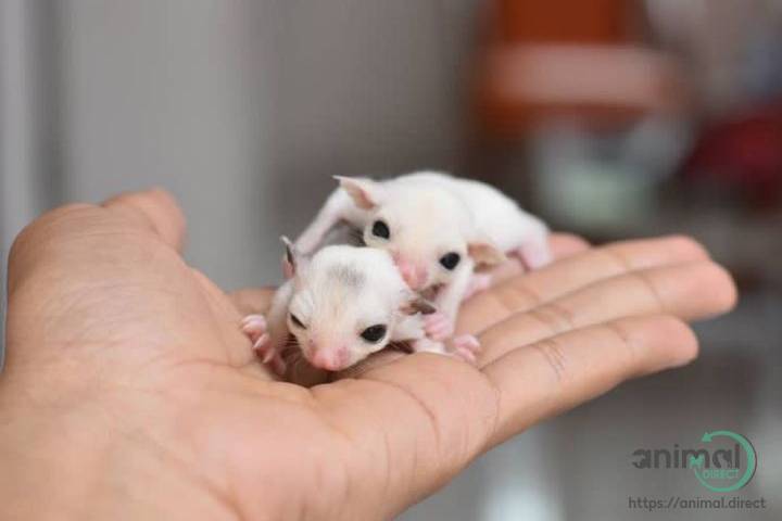 Sugar gliders , Sugar Glider