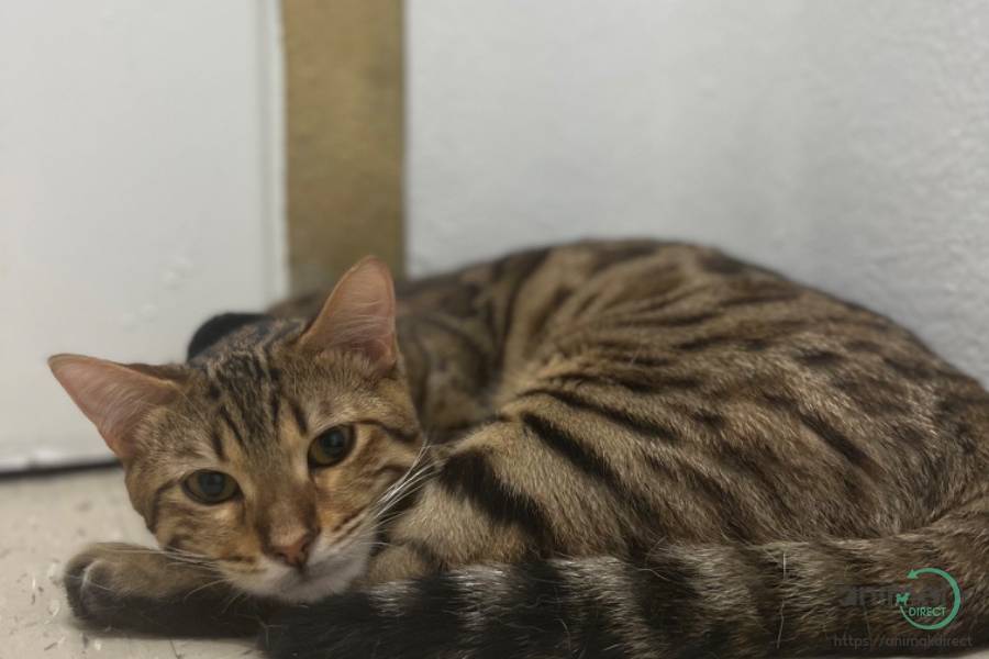 Bengal Cat, Bengal