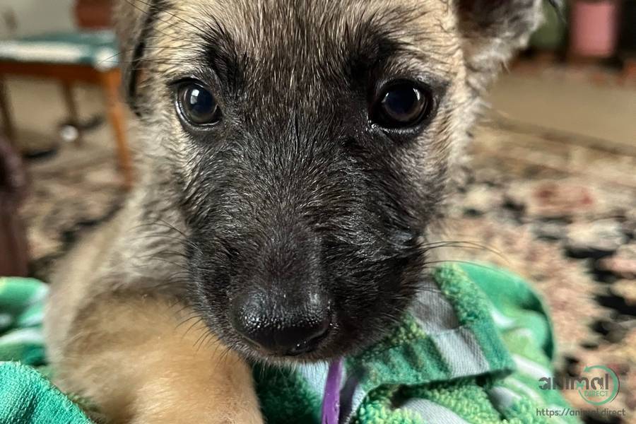 German Shepherd puppies, German Shepherd