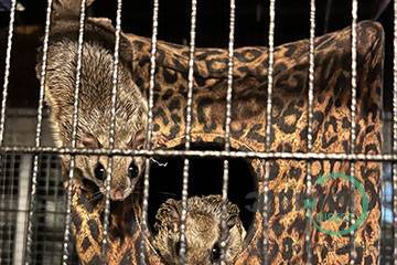 Southern Flying Squirrels, Other Animals