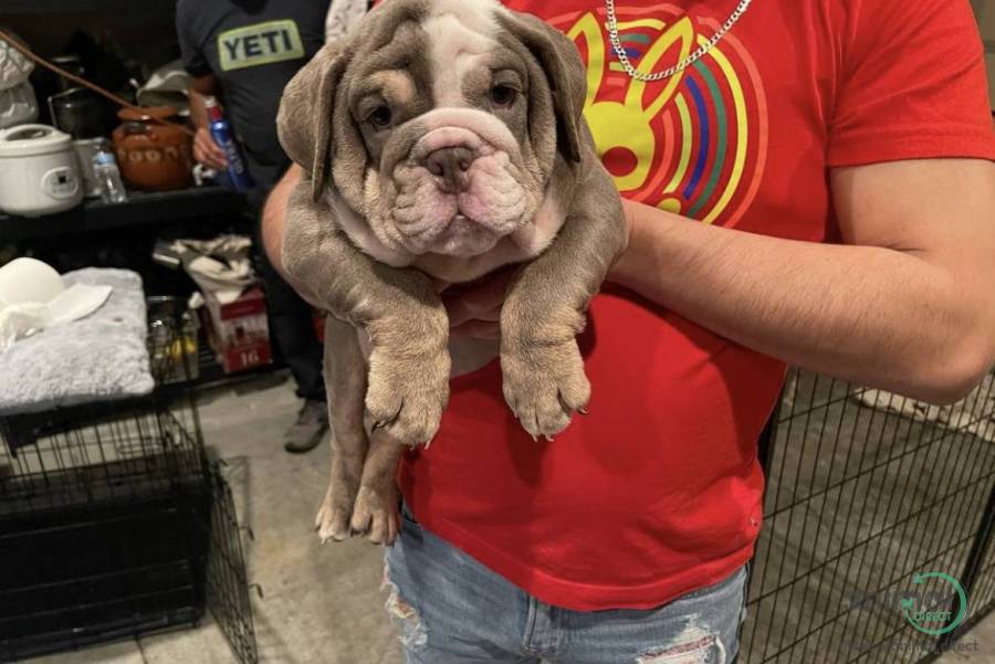 Akc pure breed English bulldog, Bulldog