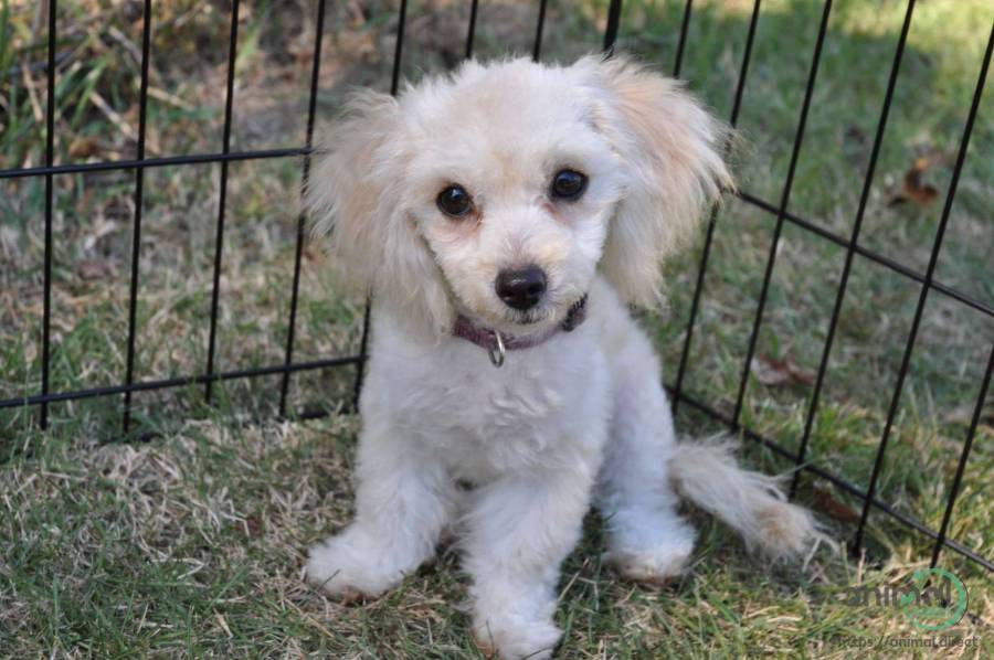 Miniature Poodle puppy, Poodle
