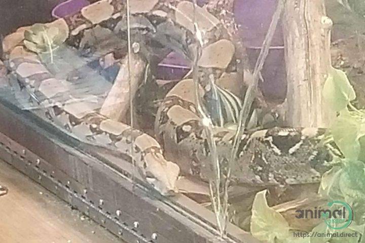 Boa Imperator, Snake