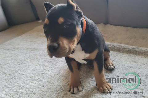 American Bully Blood Champion , American Bulldog