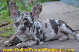 French Bulldog merle, French Bulldog