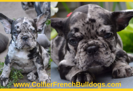 French Bulldog merle, French Bulldog