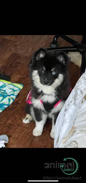 Female pomsky for sale , Mixed Breed