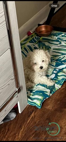 binchon poo, Mixed Breed