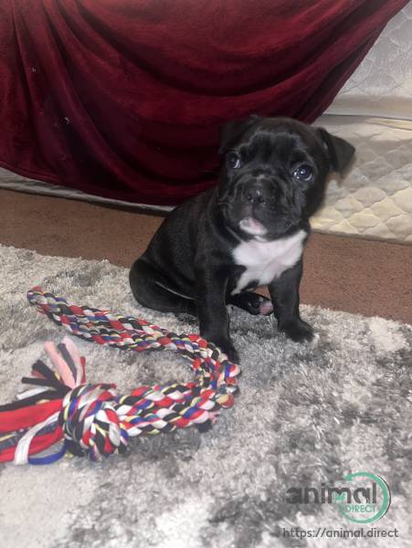 Pit mixed with bully , Mixed Breed