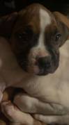 Boxer puppies, Boxer