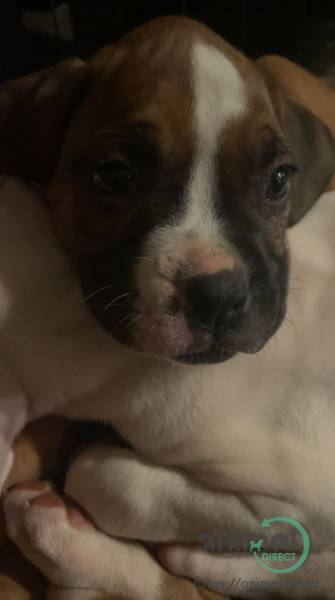 Boxer puppies, Boxer