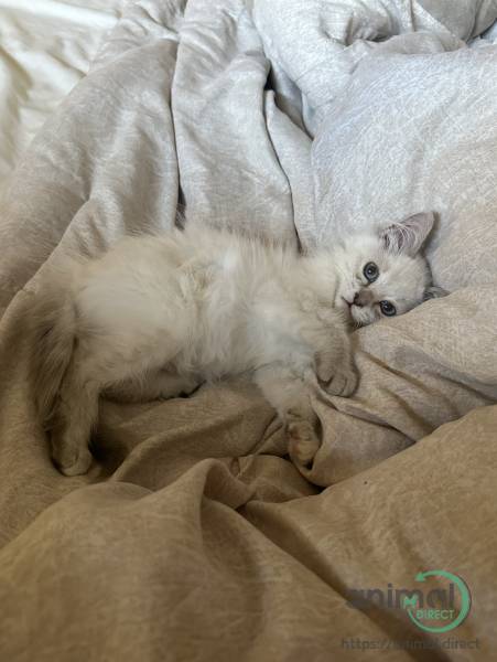 Ragdoll Kitten, Ragdoll