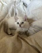 Ragdoll Kitten, Ragdoll