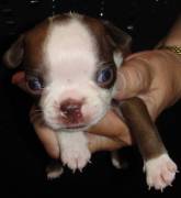 Boston Terriers Assted Colors, Boston Terrier