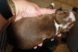 Boston Terriers Assted Colors, Boston Terrier