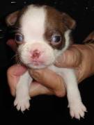 Boston Terriers Assted Colors, Boston Terrier
